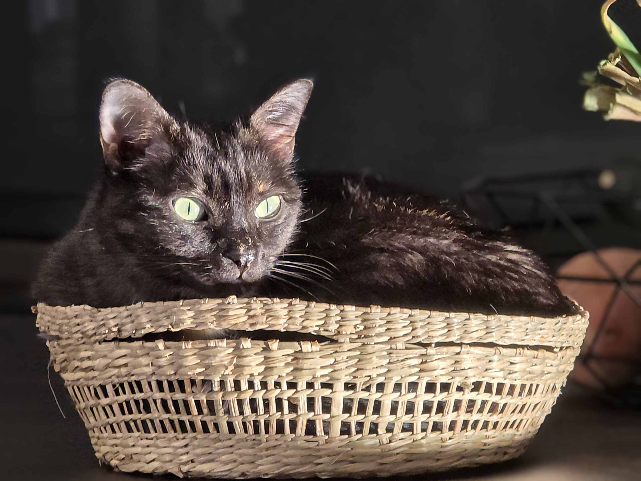 Our rescue cat Šapa enjoying her home